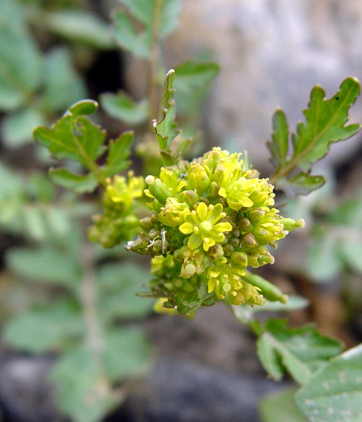 Image of Rorippa palustris specimen.