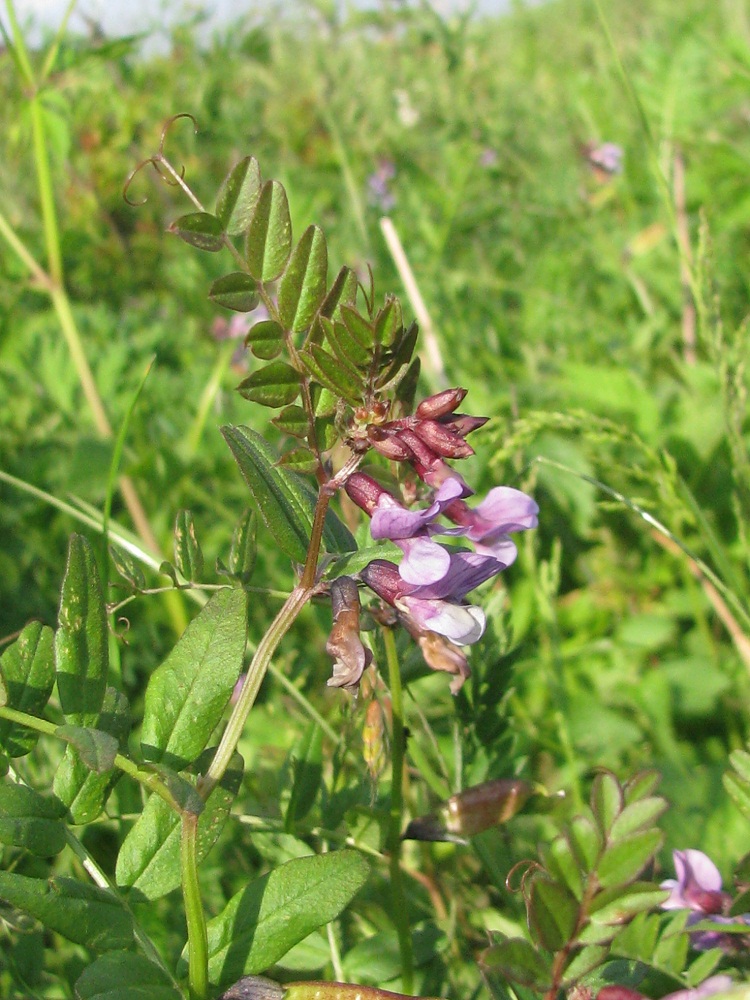 Image of Vicia sepium specimen.