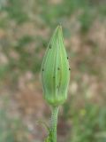 Tragopogon borysthenicus