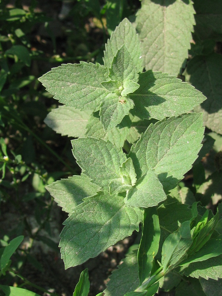 Image of genus Mentha specimen.