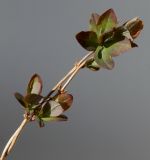 Lonicera japonica. Верхние части скрученых веточек с развивающимися побегами. Германия, г. Кемпен, в лесопосадке. 01.04.2013.