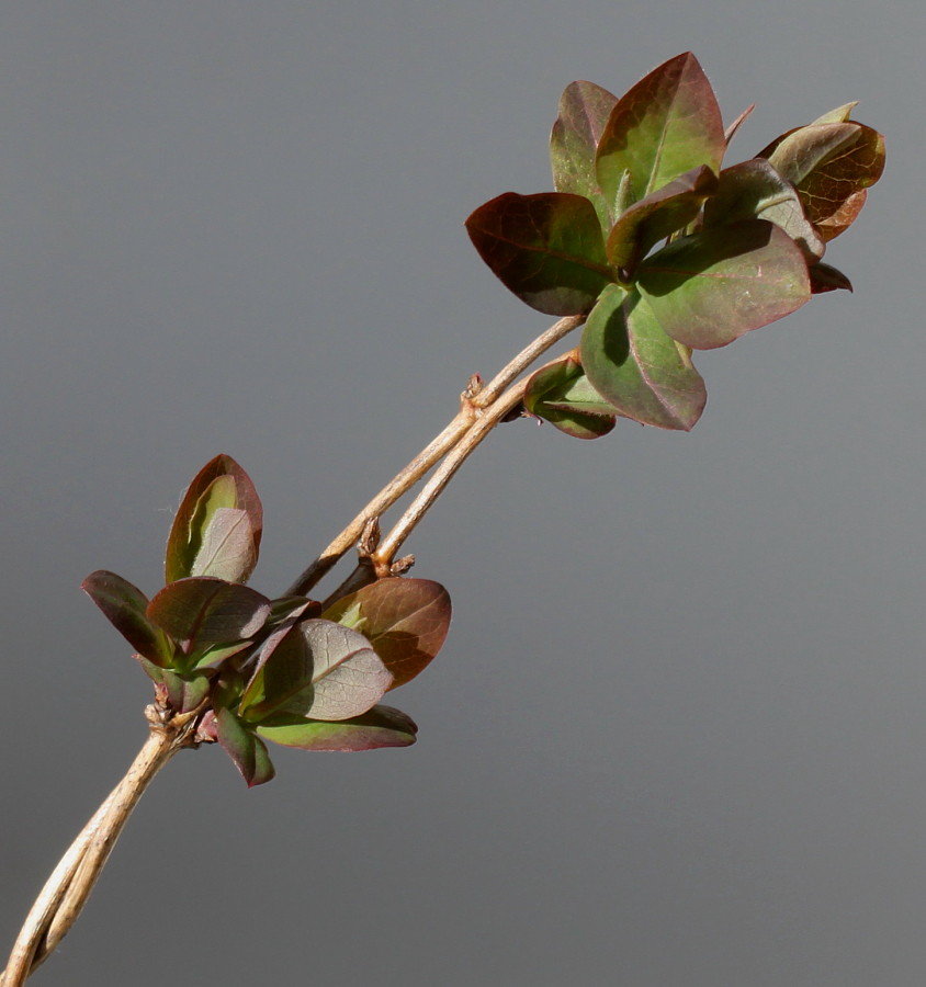 Image of Lonicera japonica specimen.