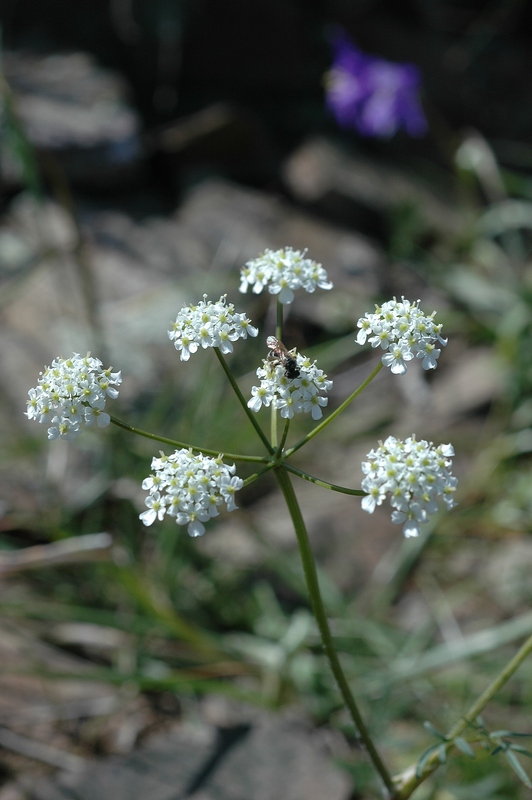 Image of Krasnovia longiloba specimen.