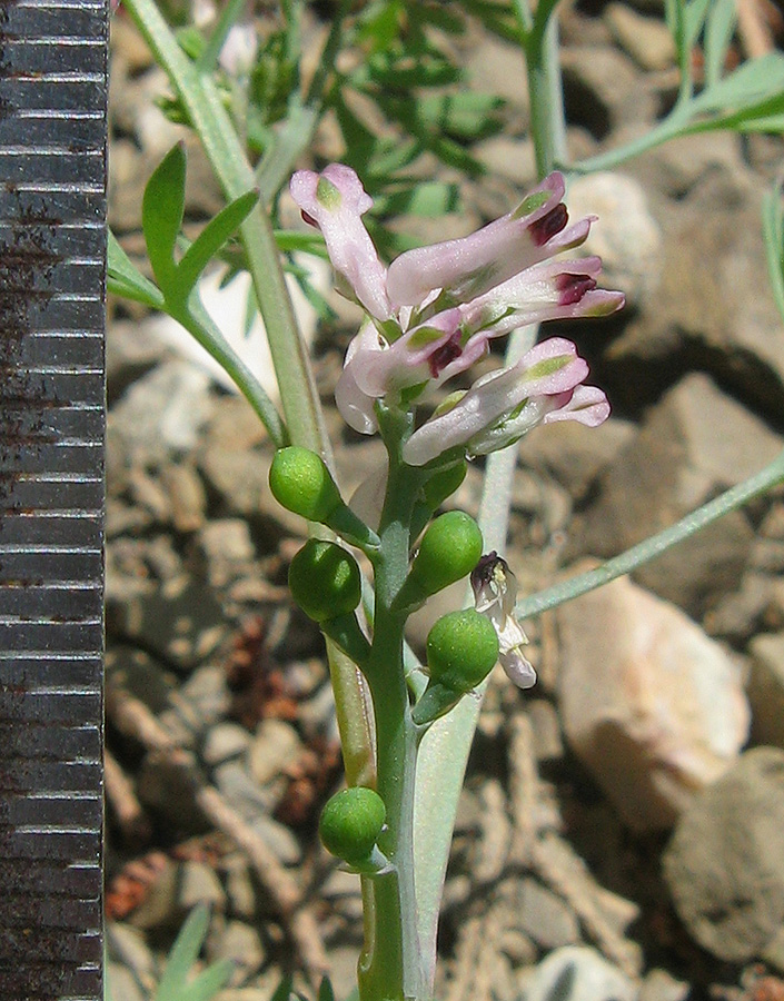 Image of Fumaria parviflora specimen.