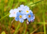 Myosotis imitata