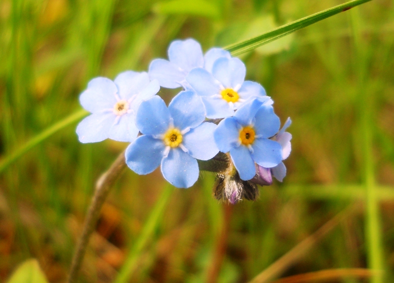 Image of Myosotis imitata specimen.