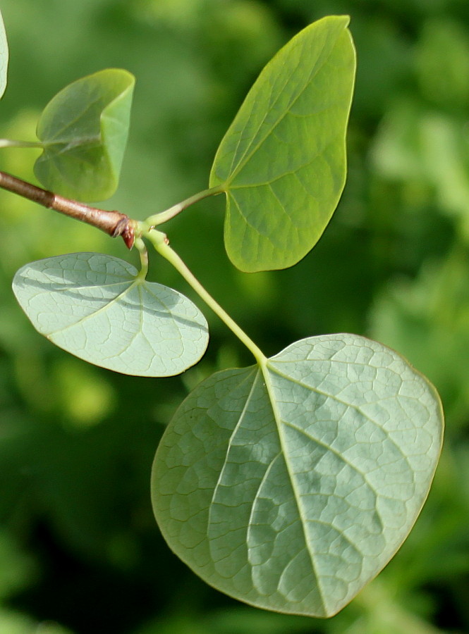 Изображение особи Disanthus cercidifolius.