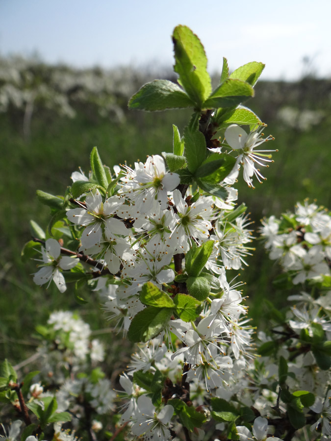 Image of Prunus stepposa specimen.