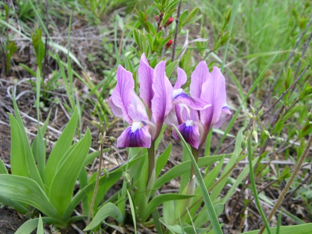 Image of Iris pumila specimen.