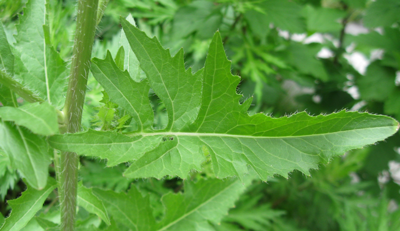 Image of Sisymbrium loeselii specimen.