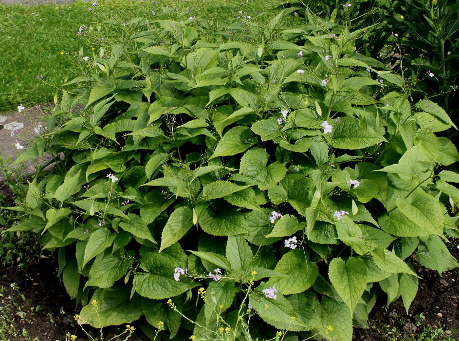 Изображение особи Lunaria rediviva.