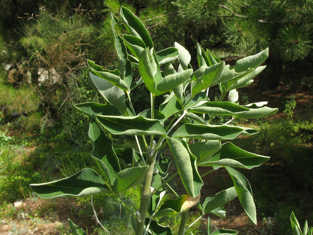 Image of Laburnum anagyroides specimen.