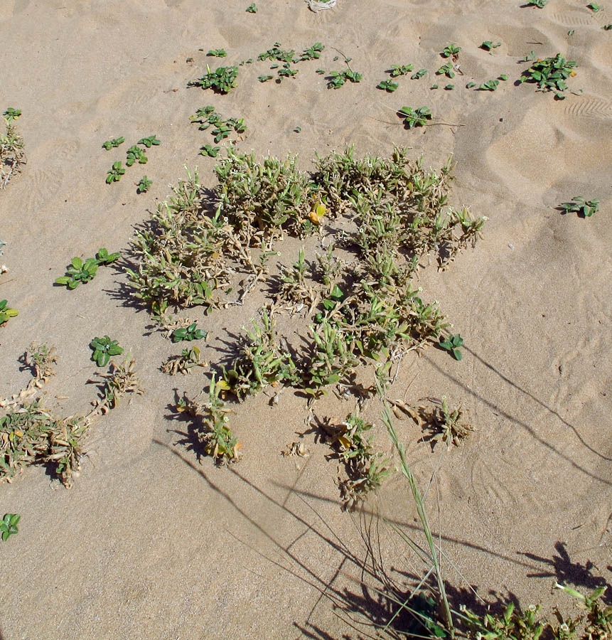 Image of Silene succulenta specimen.