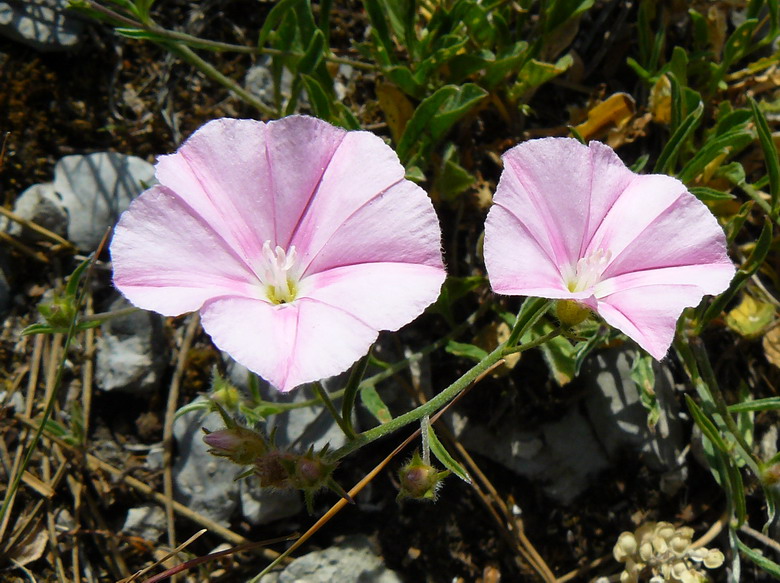 Image of Convolvulus cantabrica specimen.