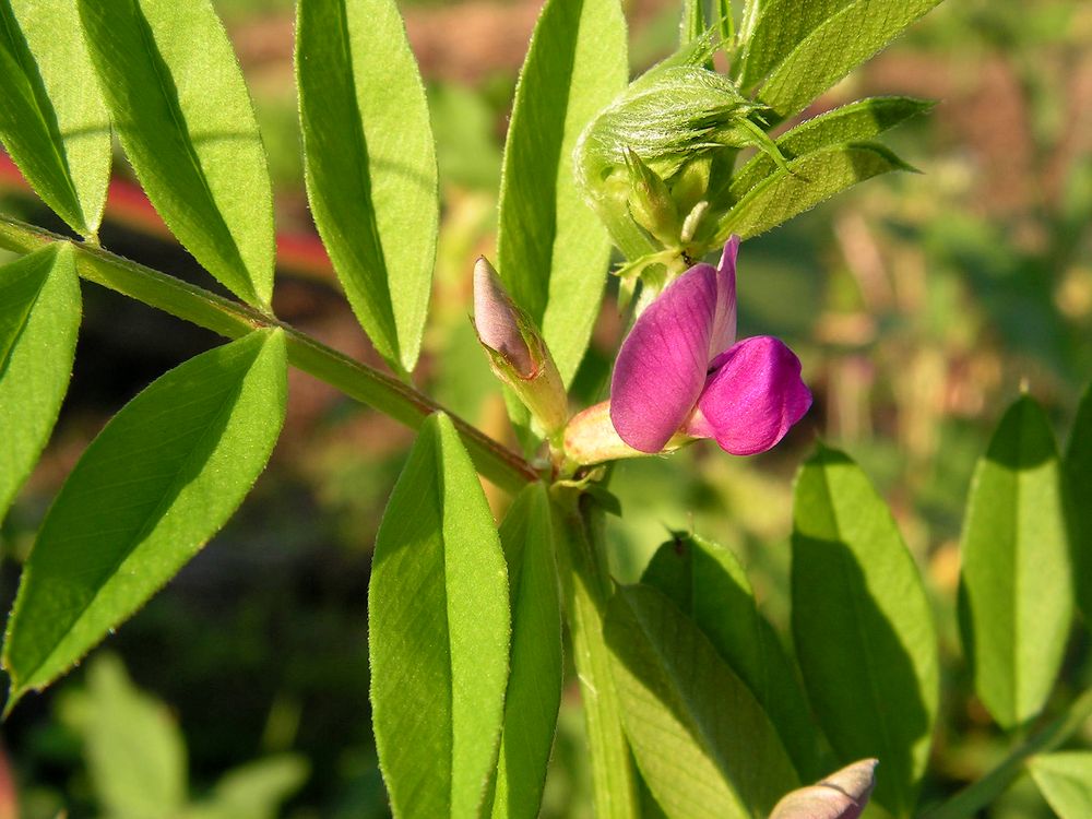 Image of Vicia segetalis specimen.