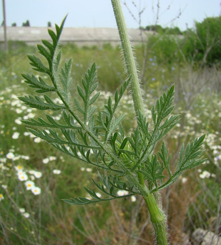 Изображение особи Daucus carota.