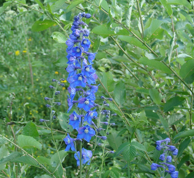 Изображение особи род Delphinium.