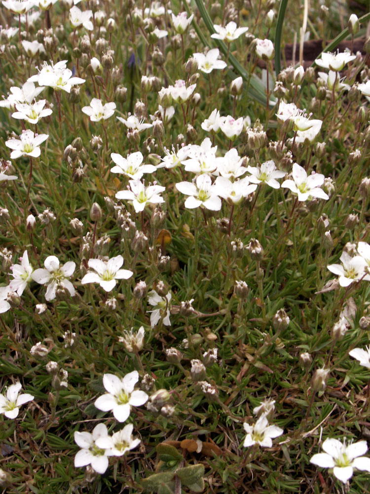 Image of Minuartia uralensis specimen.