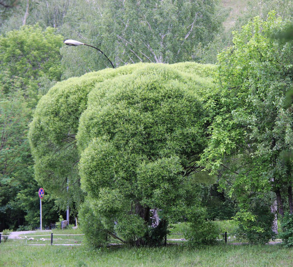 Image of Salix fragilis var. sphaerica specimen.