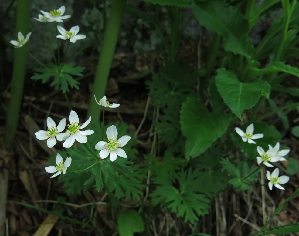 Image of Anemonastrum sibiricum specimen.