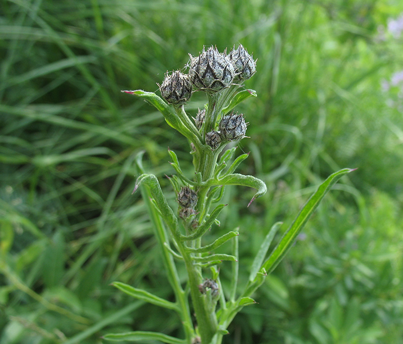 Image of Centaurea scabiosa specimen.