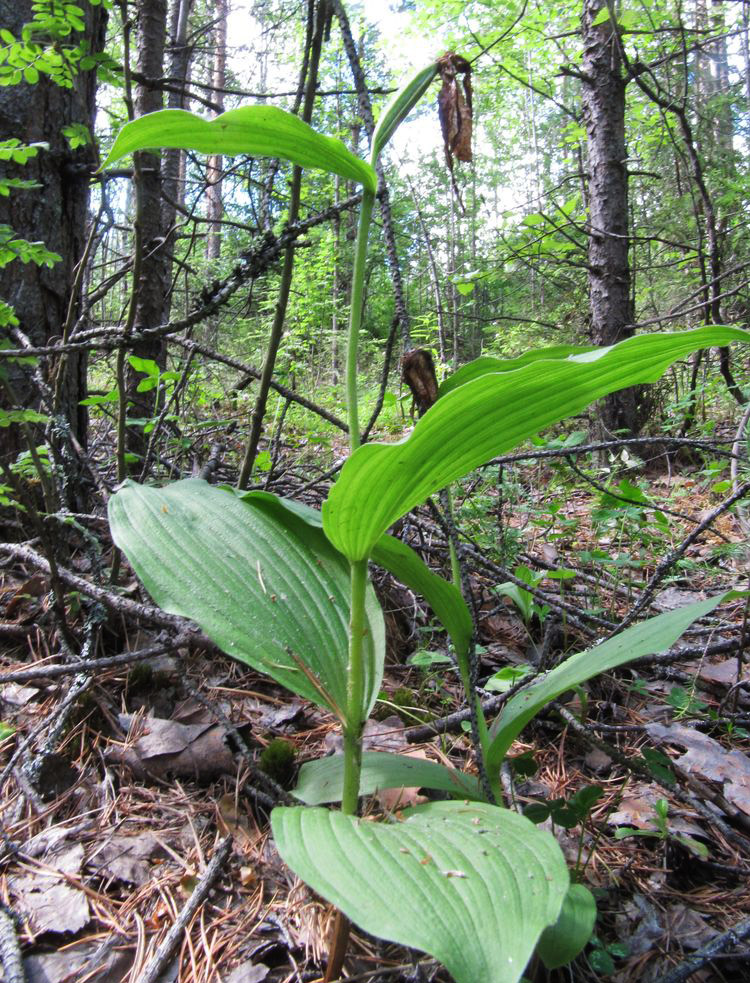 Image of Cypripedium calceolus specimen.