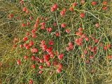 Ephedra distachya