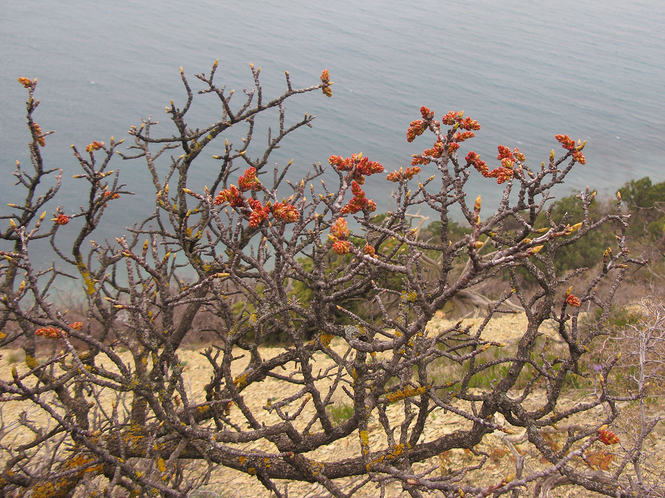 Image of Pistacia mutica specimen.