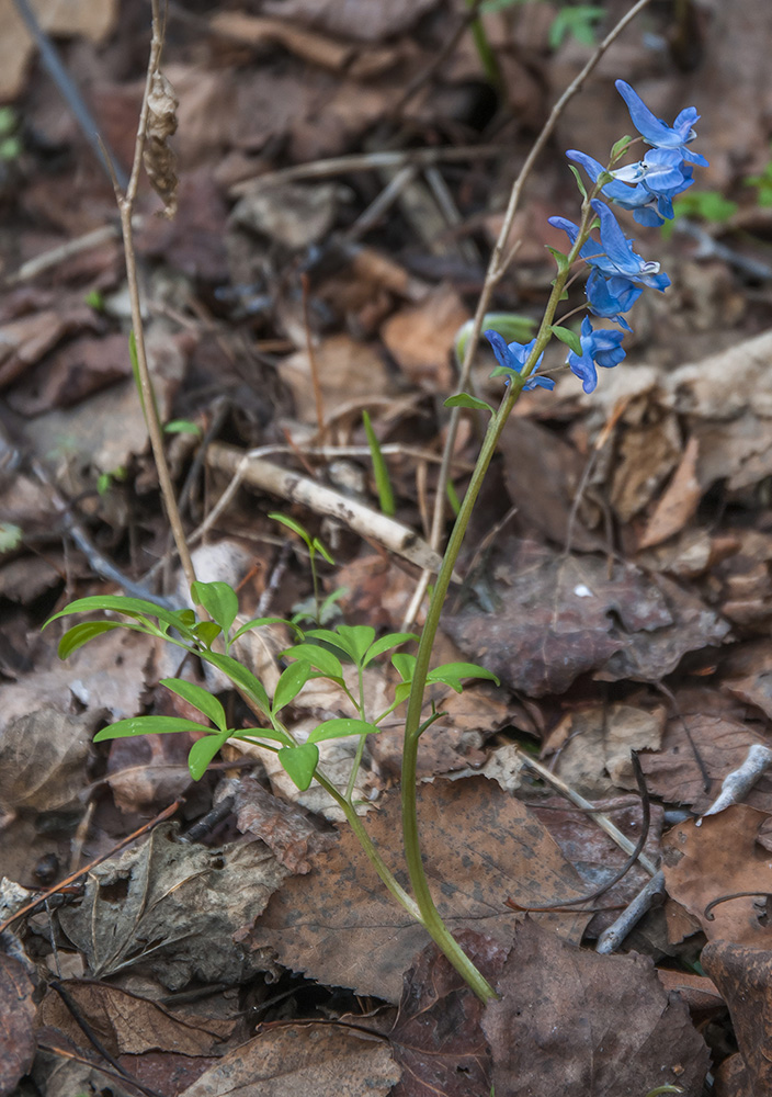 Image of Corydalis ambigua specimen.