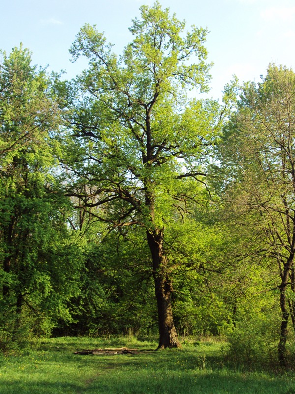 Image of Quercus robur specimen.