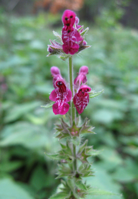 Изображение особи Stachys sylvatica.