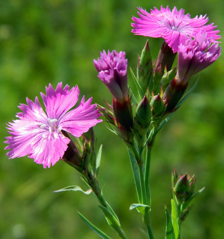 Image of Dianthus fischeri specimen.