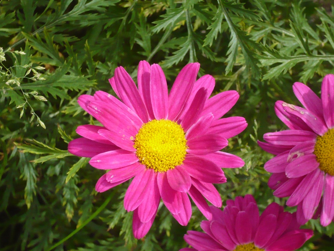 Image of Pyrethrum coccineum specimen.