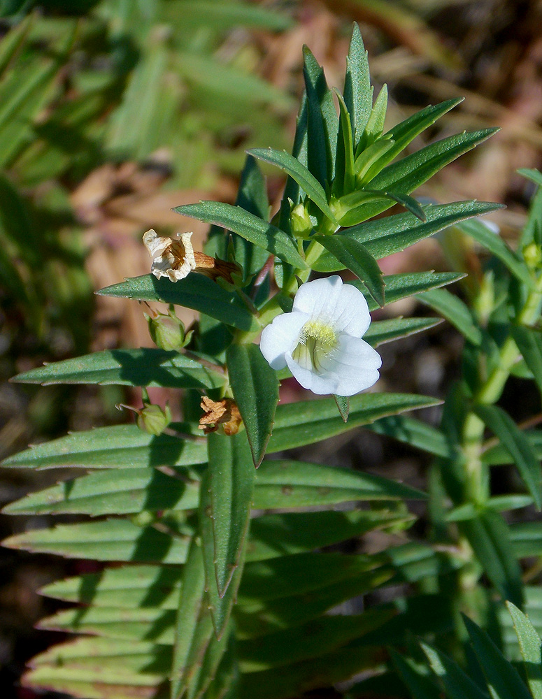 Изображение особи Gratiola officinalis.