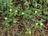 Tribulus terrestris