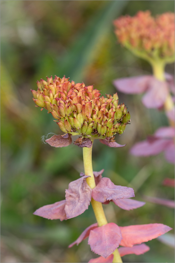 Image of Rhodiola rosea specimen.