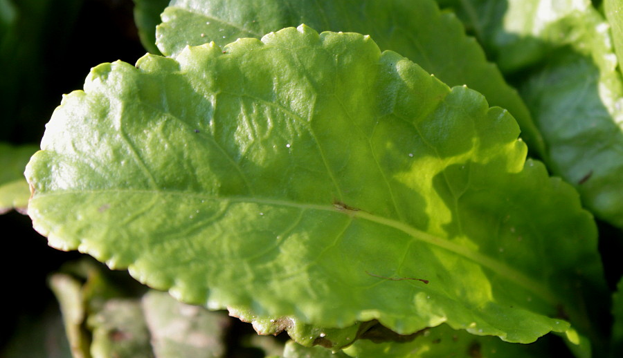 Image of Wulfenia carinthiaca specimen.