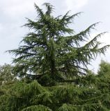 Cedrus deodara