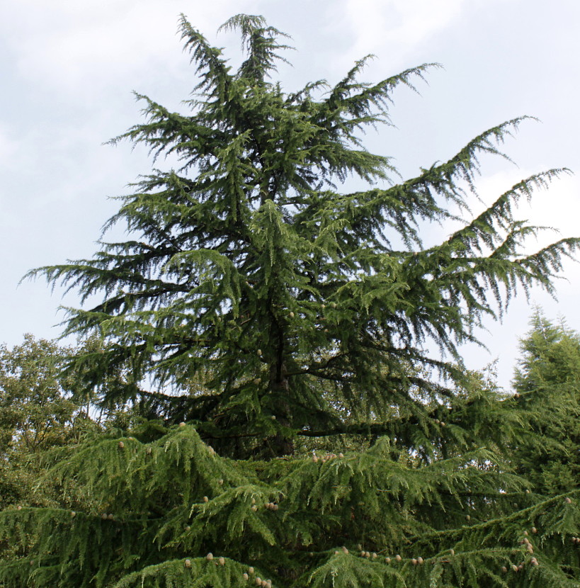 Image of Cedrus deodara specimen.