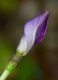 Catharanthus roseus