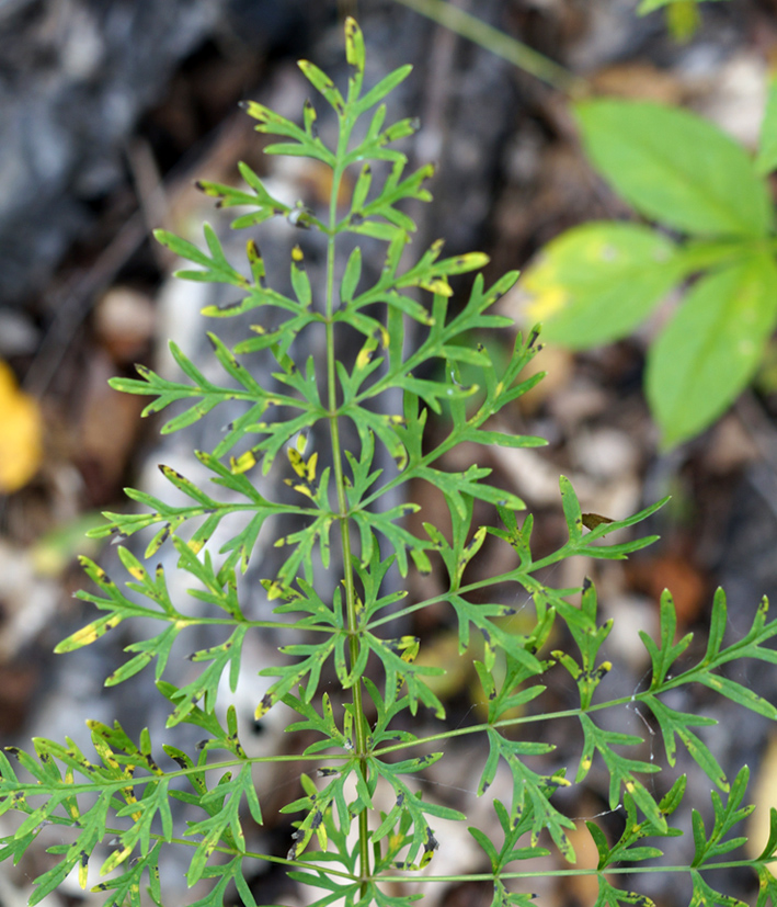 Image of Pulsatilla turczaninovii specimen.