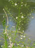 Alisma plantago-aquatica