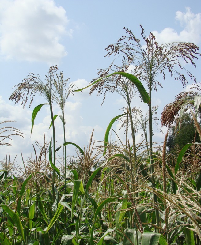 Image of Sorghum saccharatum specimen.