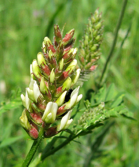 Image of Astragalus cicer specimen.