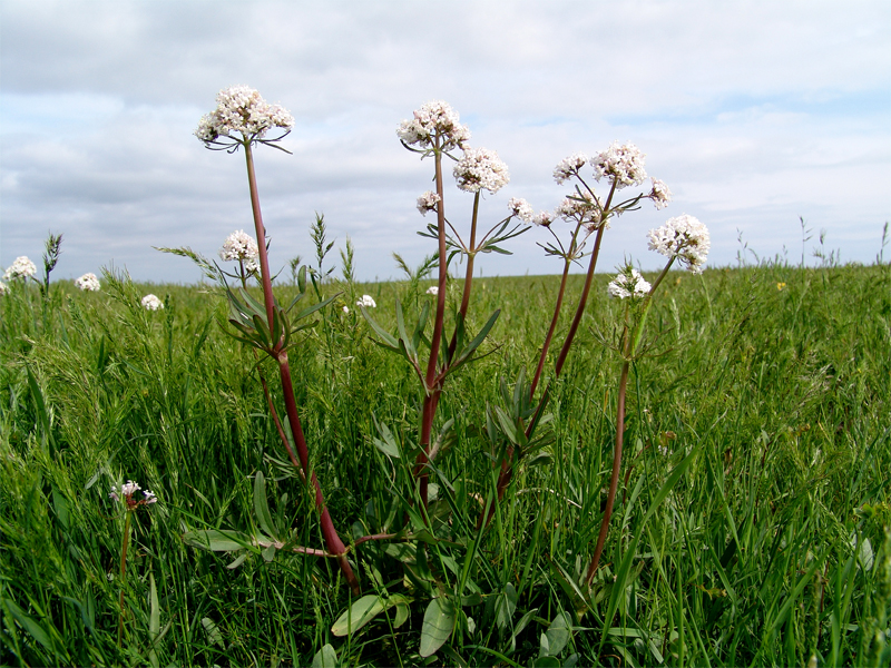 Изображение особи Valeriana tuberosa.