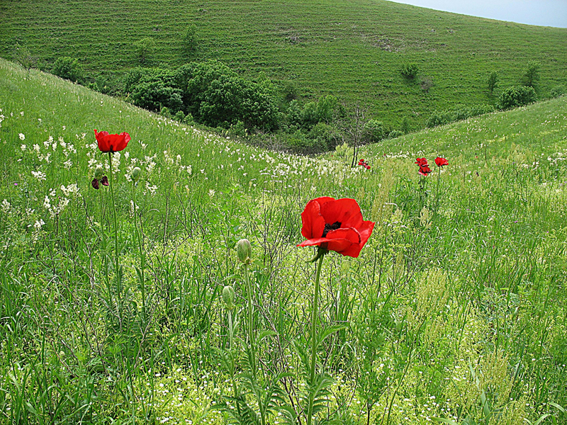 Image of Papaver bracteatum specimen.