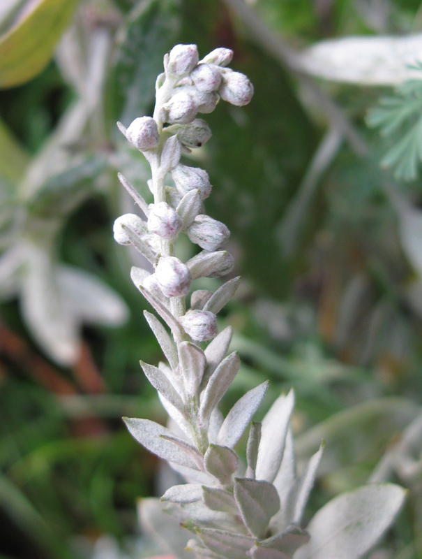 Изображение особи Artemisia ludoviciana.