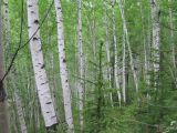 Betula pubescens. Березняк. Иркутская обл., окр. г. Бодайбо, крутой берег р. Бодайбинки. 12.06.2008.