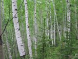 Смотреть изображение Betula pubescens