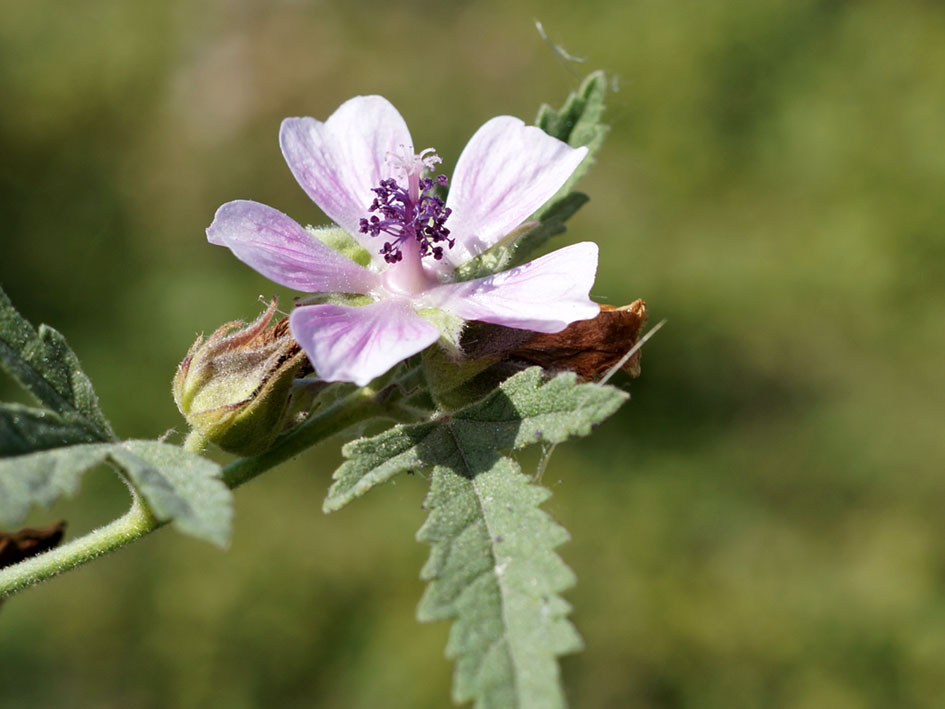 Image of Althaea armeniaca specimen.